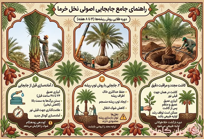 طریقه جابجایی درخت نخل